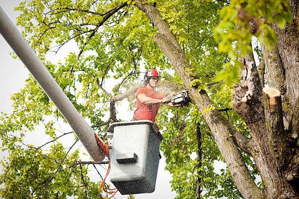 Best Storm Damage Tree Cleanup  in Newstle, CA